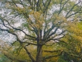batchpic0087