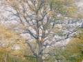 batchpic0088